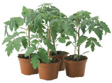 Tomatplante 'Gemini' 10 cm potte